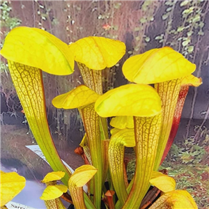 Sarracenia Hybrid H 93 'Hummers Hammerhead'  M. King